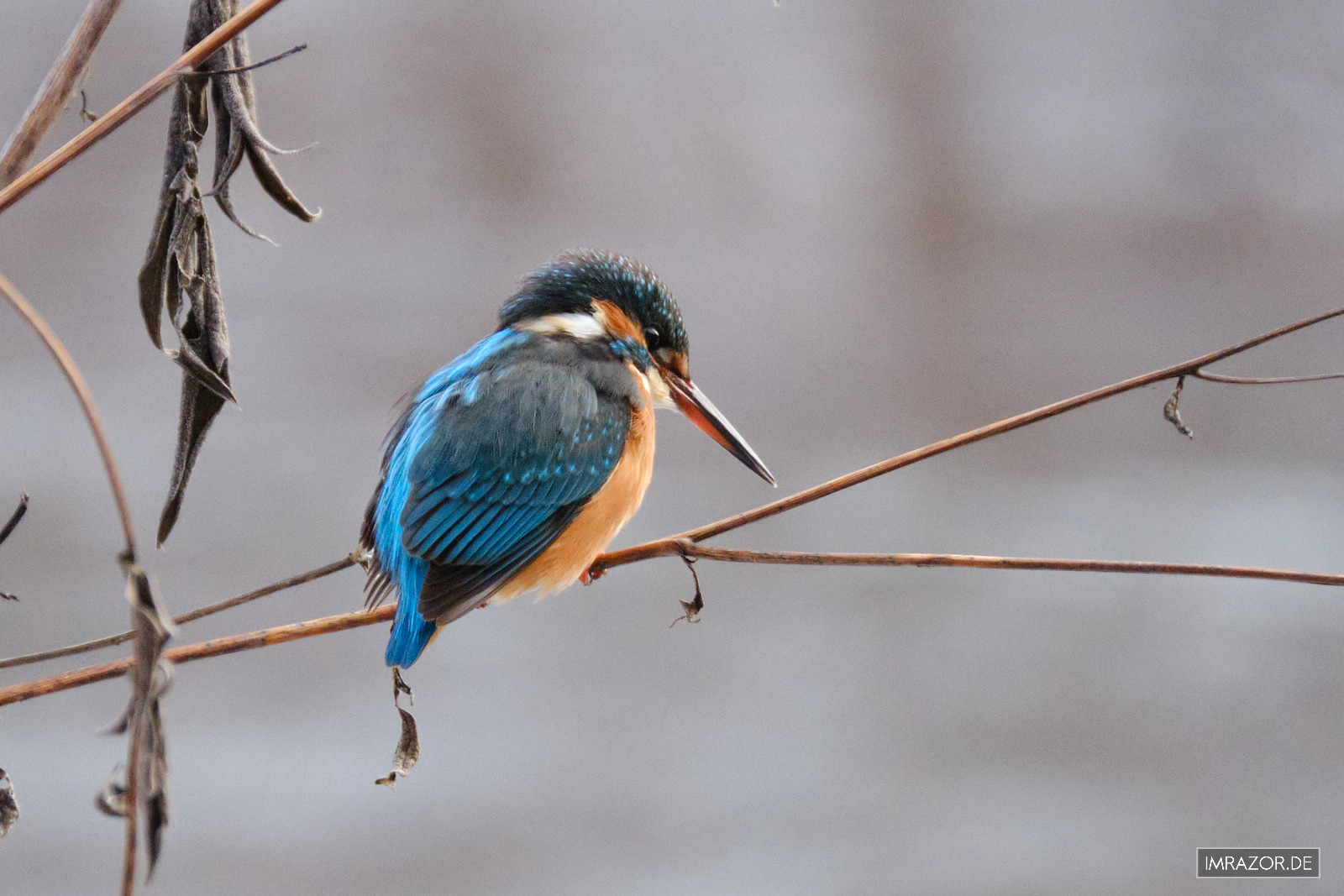 Eisvogel am der Ilz bei Passau - X-H2 mit XF100-400 @ ISO 5000 | 1/500s | f/5.6 | 400mm - starker Crop