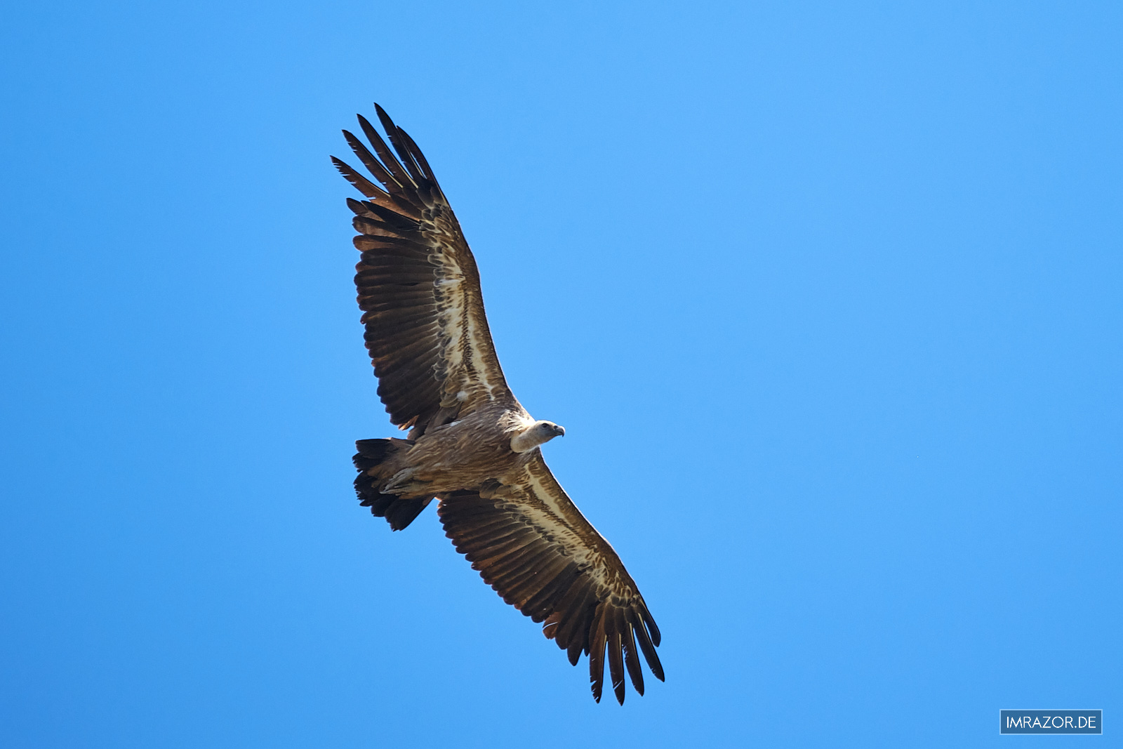 Gänsegeier im Flug auf Kreta - X-H2 mit XF100-400 @ ISO 640 | 1/1600s | f/5.6 | 400mm - Crop