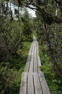 Bohlenweg durch den großen Filz