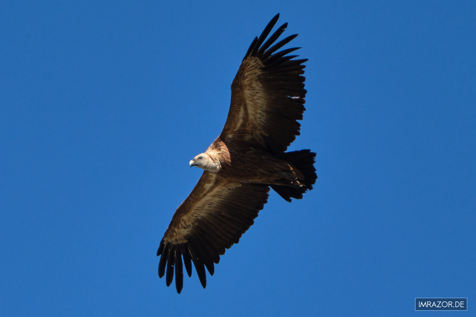 Gänsegeier im Flug auf Kreta