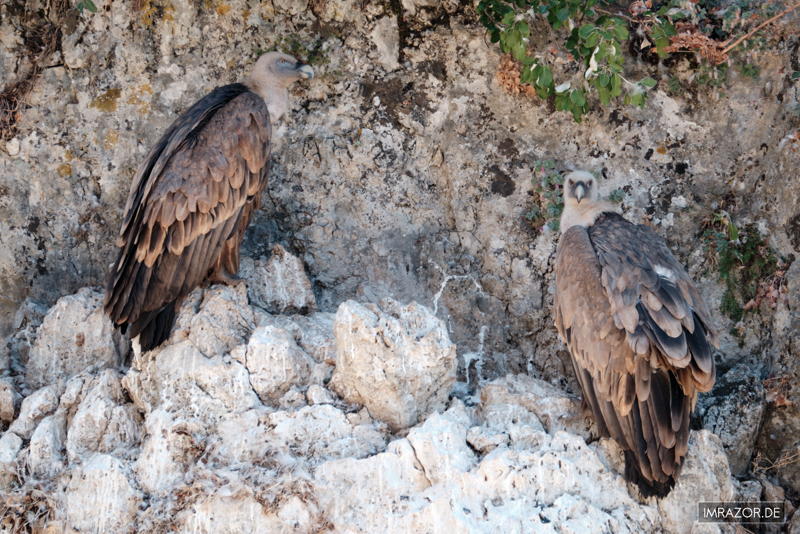 Gänsegeier in der Platania Schlucht auf Kreta Gänsegeier in einer Felsnische