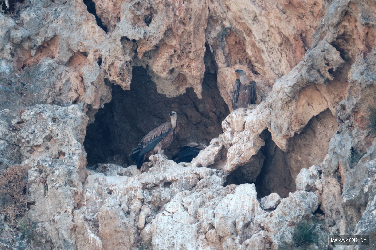 Gänsegeier in einer Brutnische in der Platania Schlucht