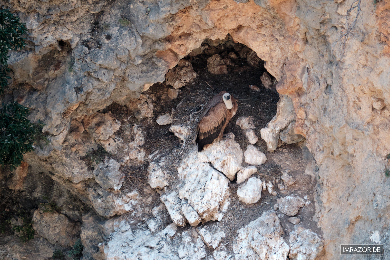 Gänsegeier im Nest