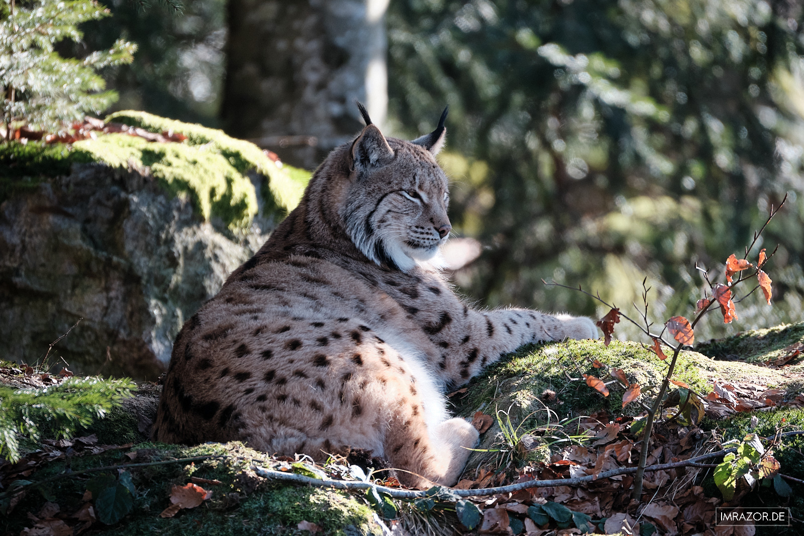 Luchs im Tierfreigelände Nationalpark Bayerischer Wald - X-H2 mit XF100-400