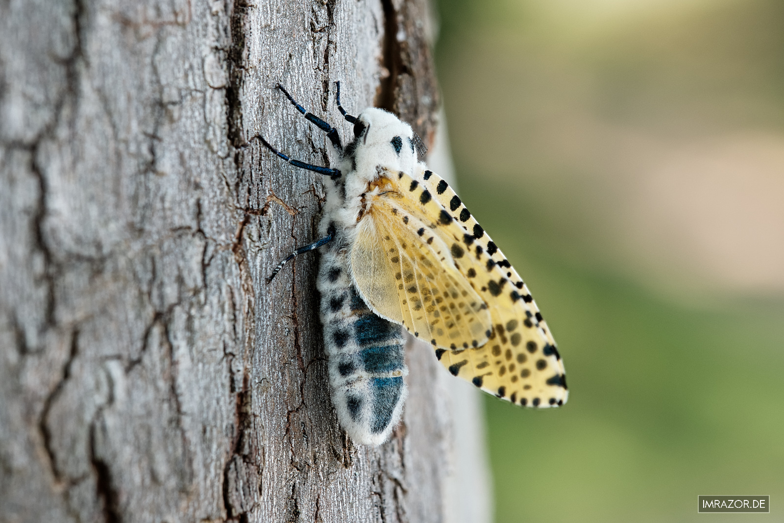 Blausieb an Platane - X-H2 mit XF80mm Makro - Focus-Stack aus 22 Bildern