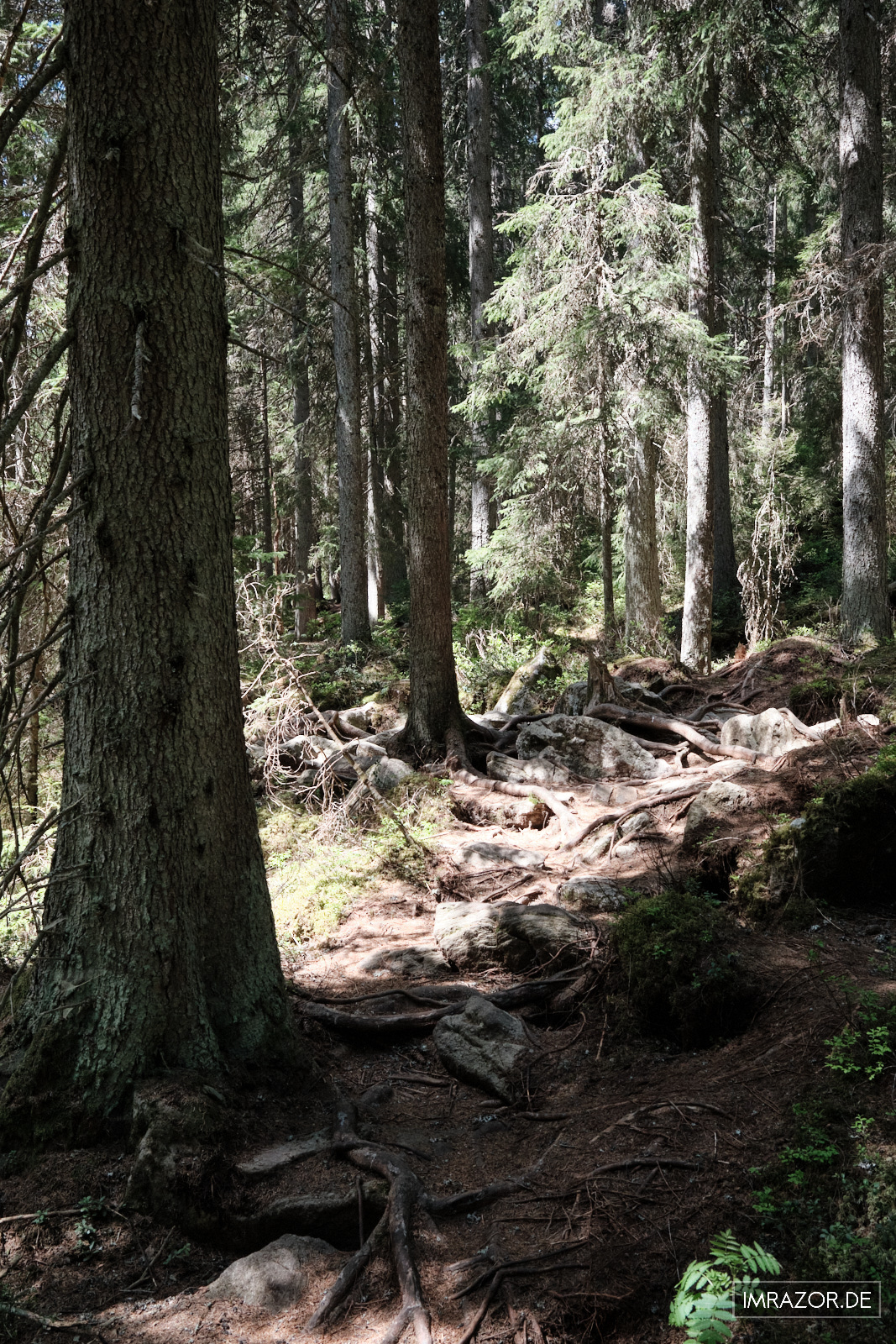 Wilder Weg durch den Wald