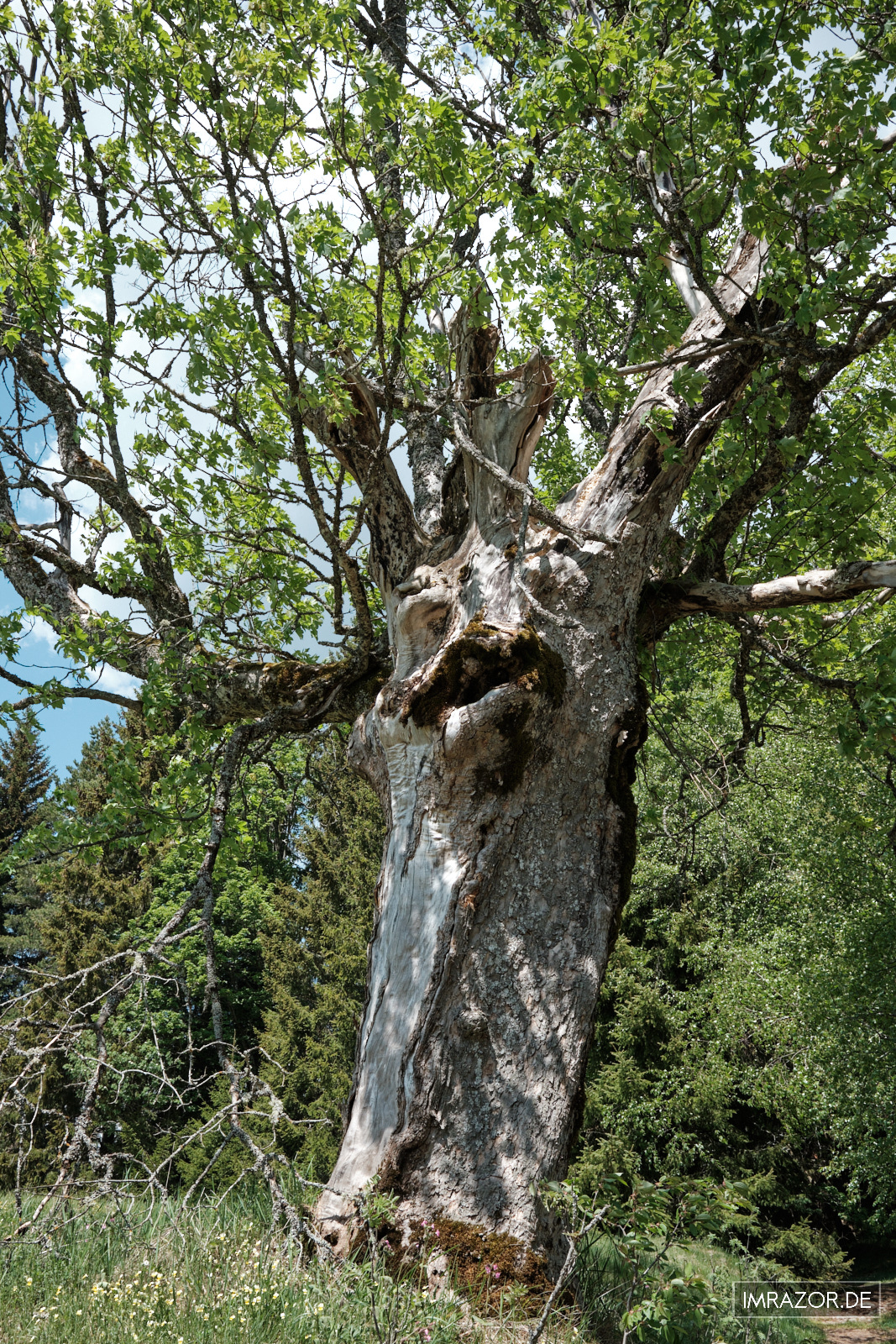 Alter Baum