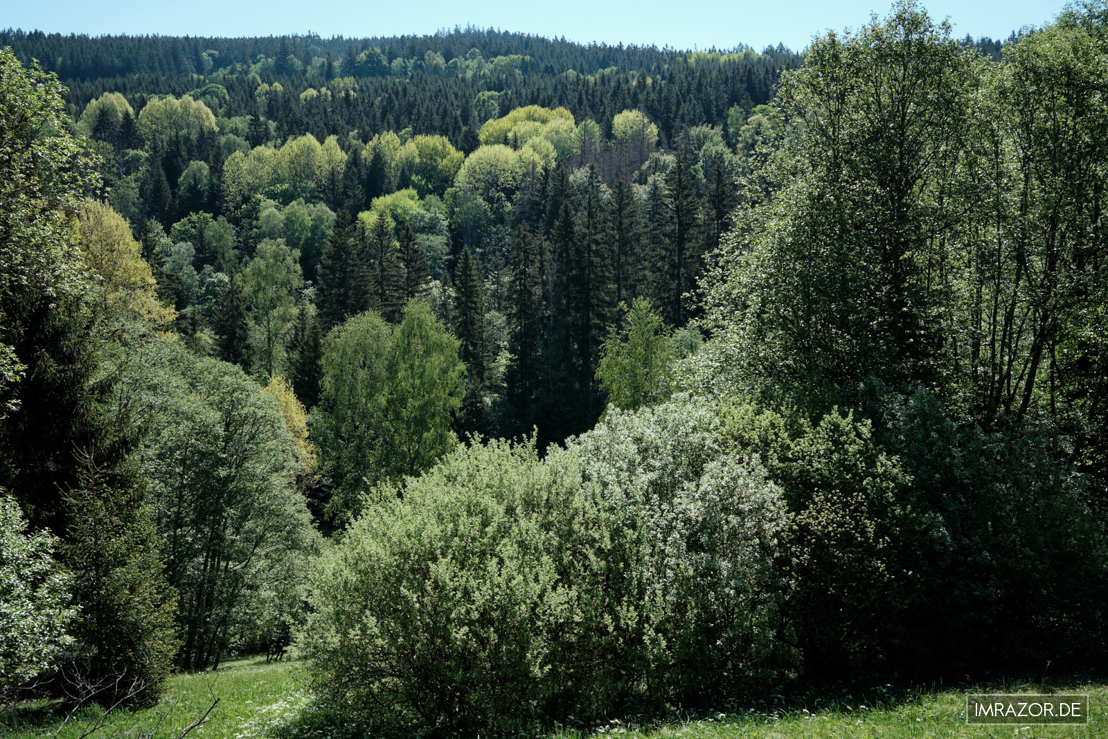 Waldlandschaft im Frühlingsgrün