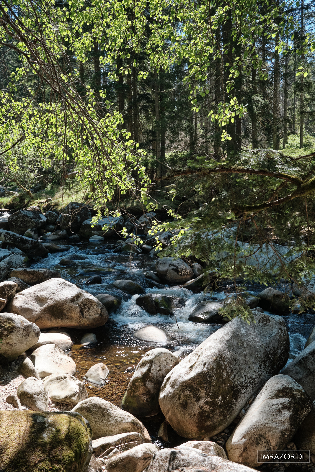 Nadel- und Laubbäume am Ufer der Vydra