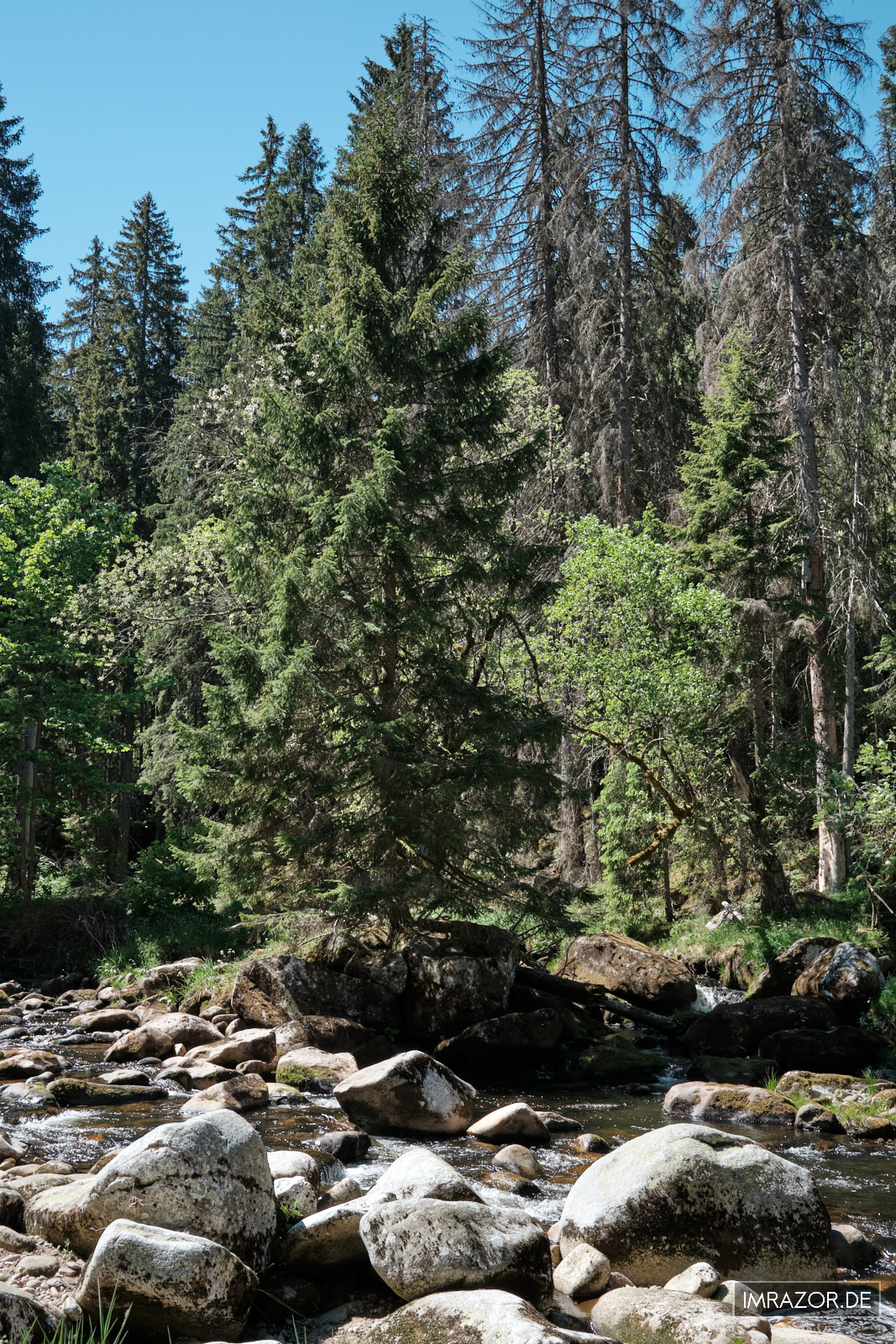 Raues Umfeld für Bäume am Ufer der Vydra