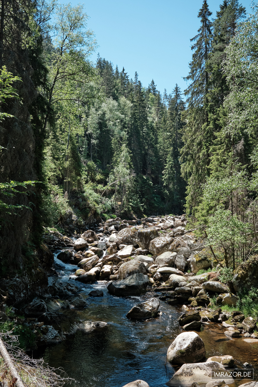Dichter Waldbestand am Flussufer der Vydra