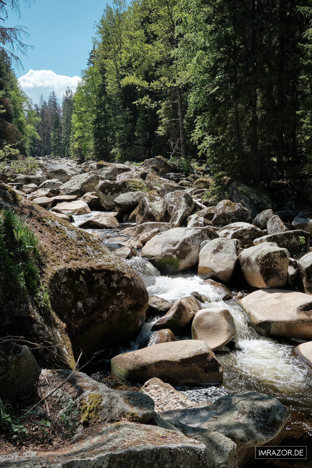 Wildes Flussbett der Vydra mit dichtem Baumbestand am Ufer