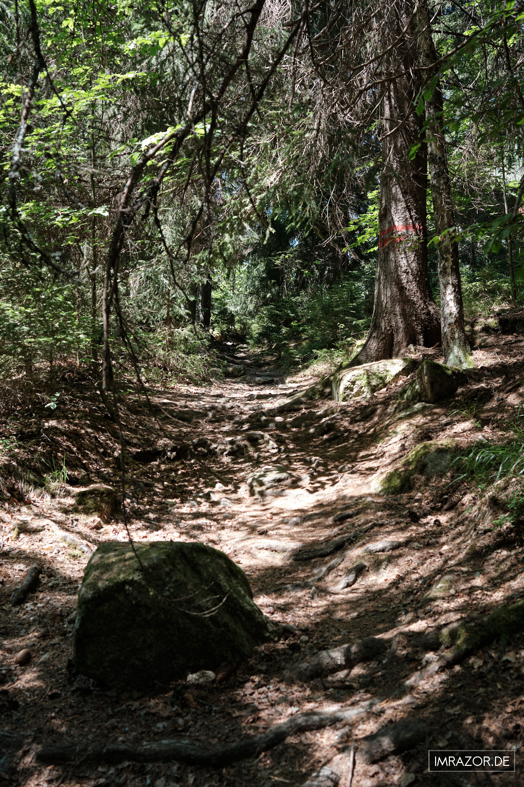 Anstieg durch dichten Wald